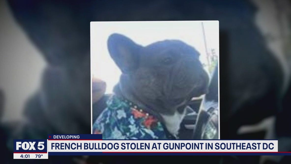 French Bulldogs stolen from owners at gunpoint in DC, Prince George's County